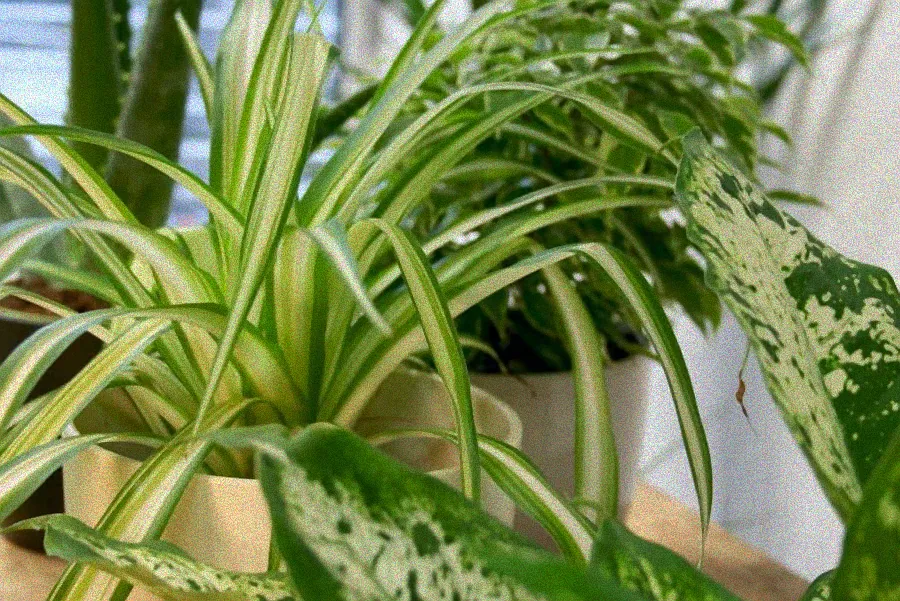 Blumen im Sonnenlicht