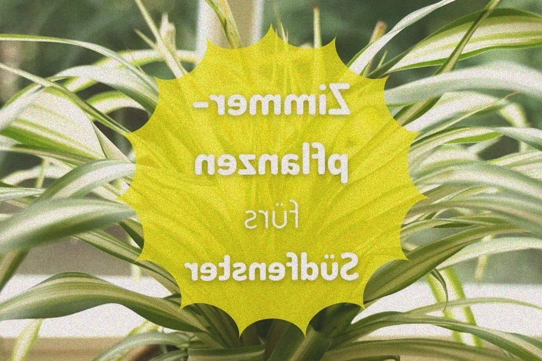 Pflanzen in der Sonne