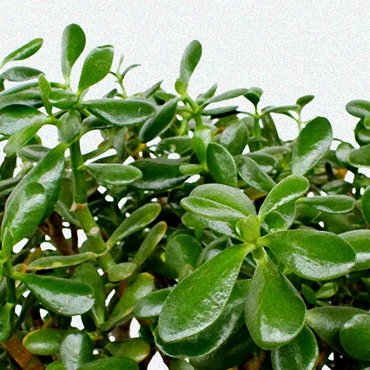 Blumen in der Mittagssonne