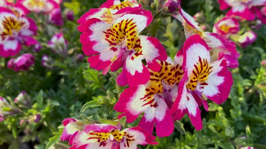 Blumen unter direkter Sonne