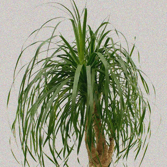 blumen die direkte sonne vertragen