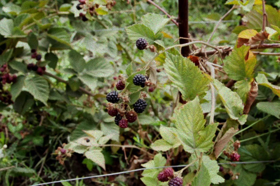 Schädlinge auf Brombeerblättern
