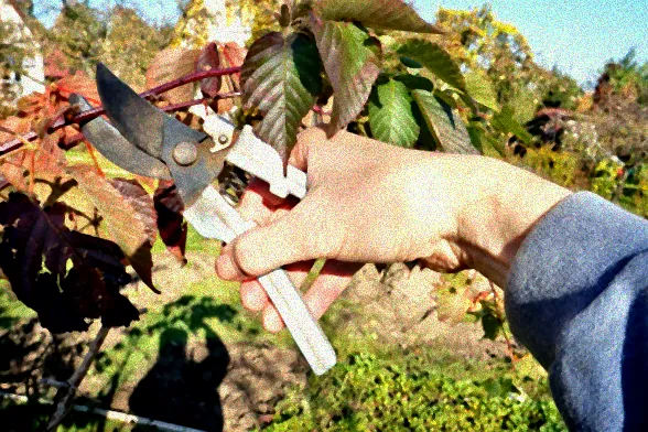 Gesunde Brombeeren ohne Schädlinge