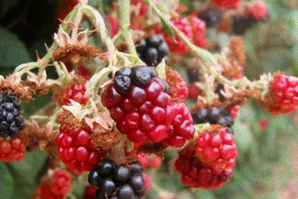 Natürliche Mittel gegen Brombeerschädlinge