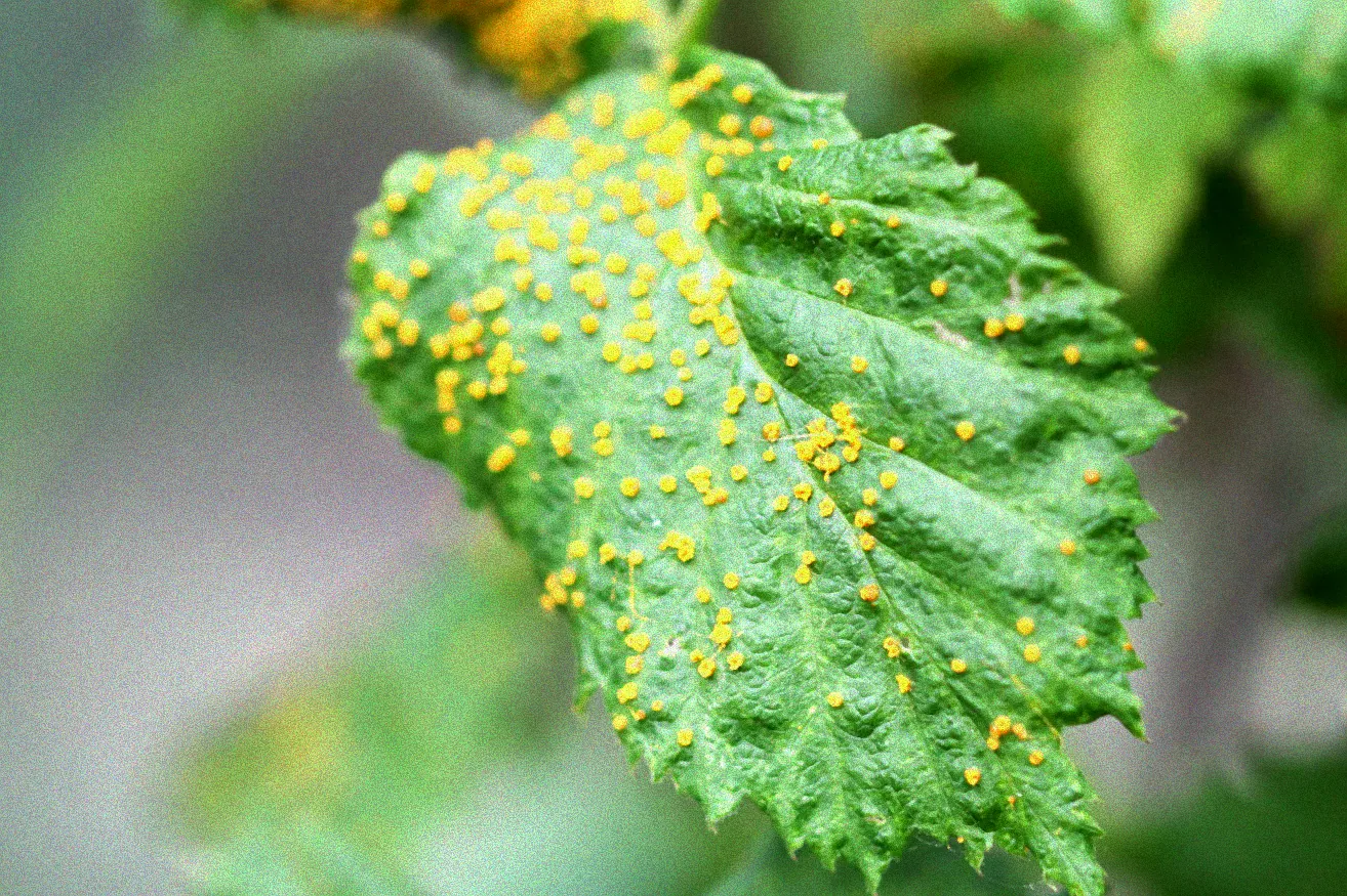 Brombeerpflanze mit Schädlingsbefall