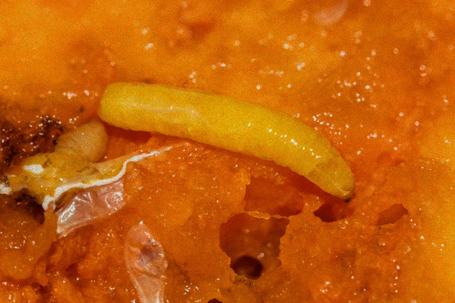 Hausmittel gegen Brombeerschädlinge