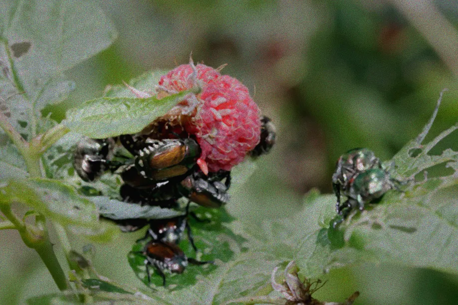 Vorbeugung gegen Schädlinge an Brombeeren