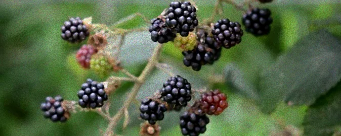 brombeeren schädlinge bekämpfen