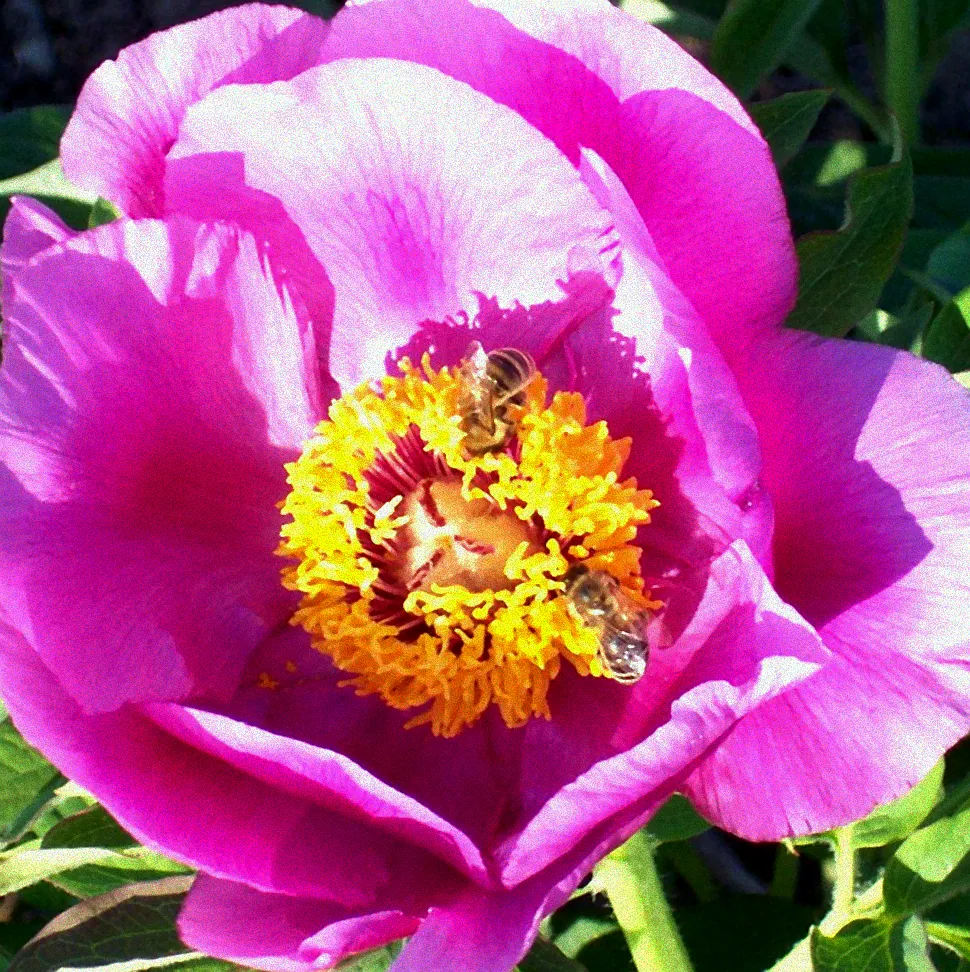 Rote Chrysanthemen im Garten.