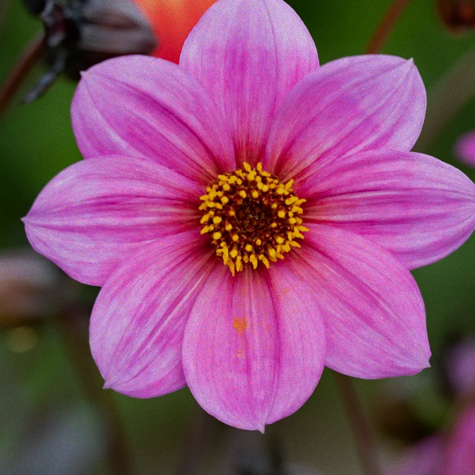 Rosa Chrysanthemen in Blüte.