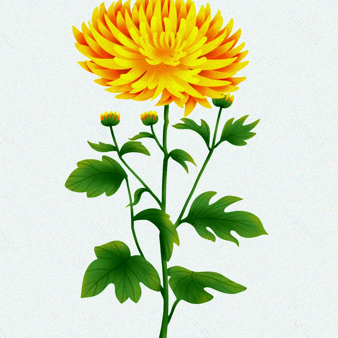 Lila Chrysanthemen im Topf.