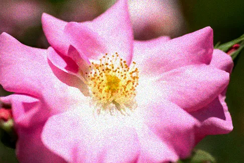 Orangene Chrysanthemen im Herbst.
