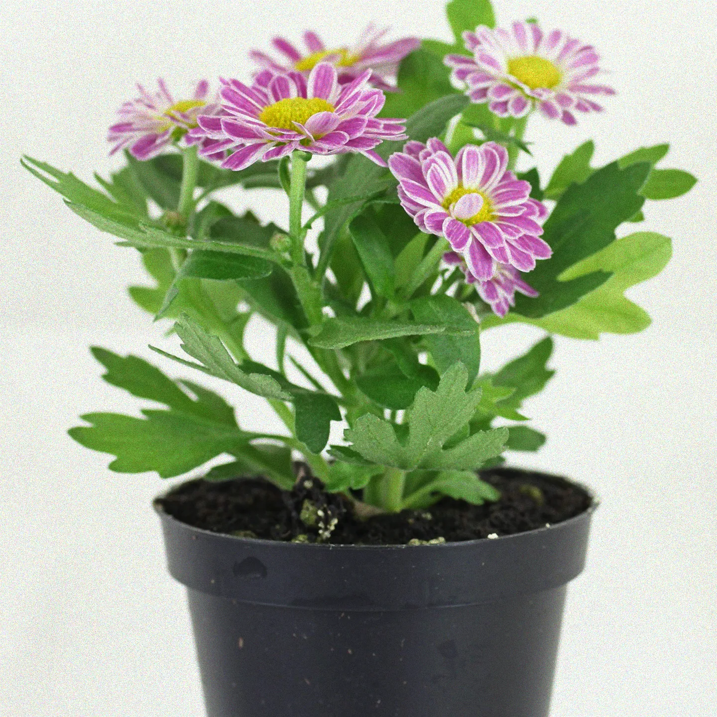 Bunte Chrysanthemen im Beet.