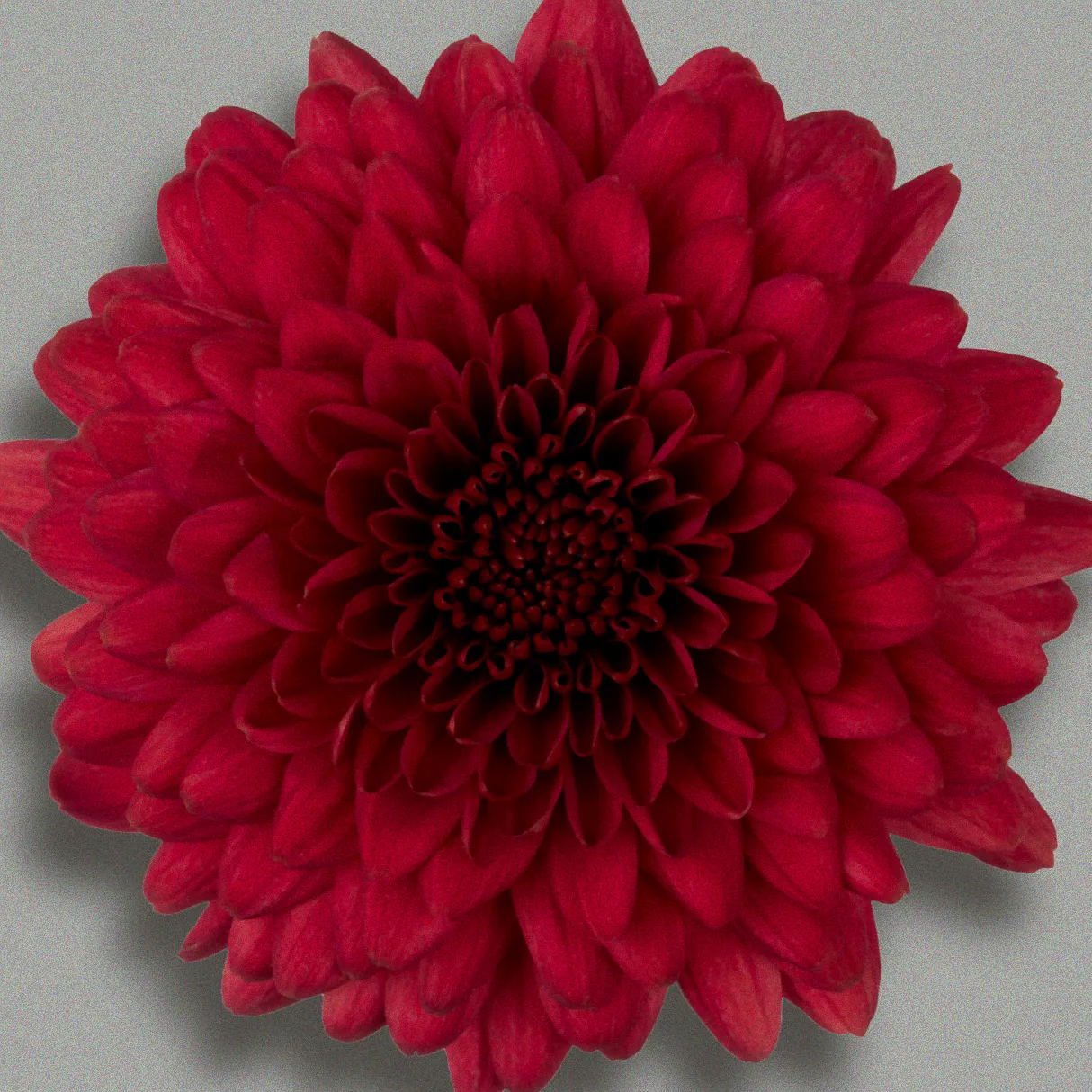 chrysanthemen ungefüllt