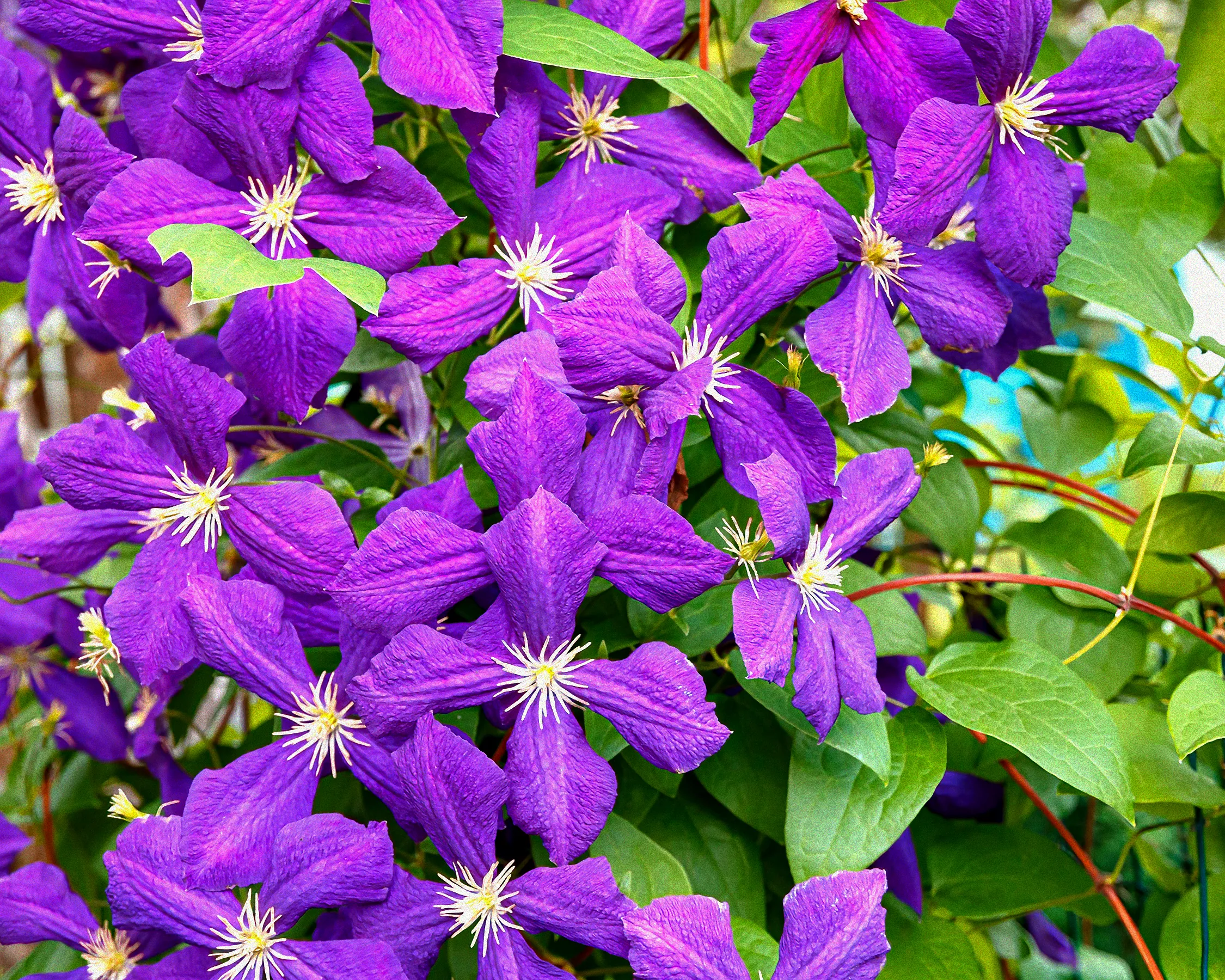 Gießkanne bewässert Clematis Jackmanii