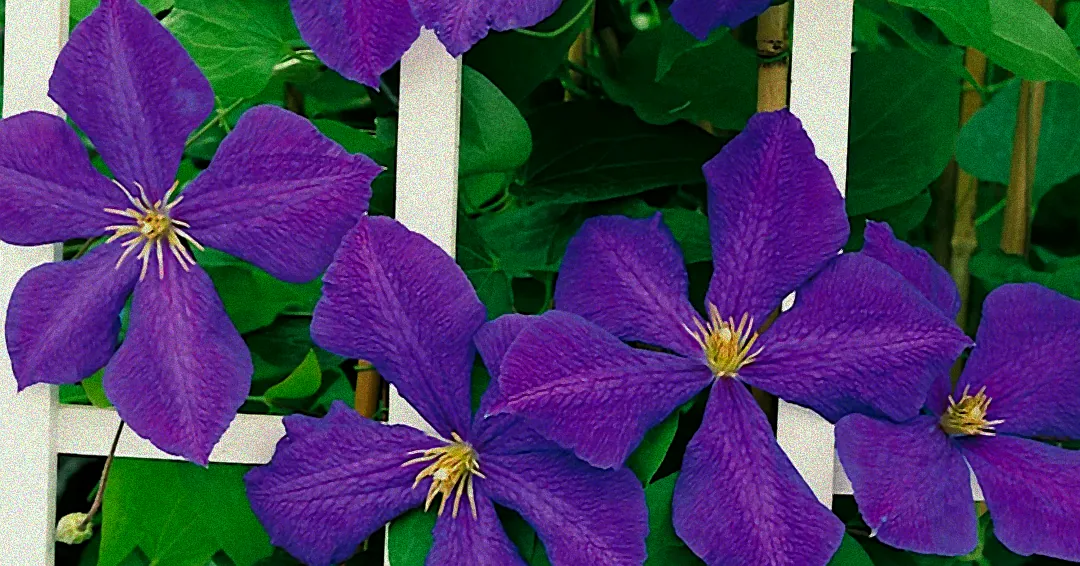 Dünger wird auf Clematis Jackmanii gestreut