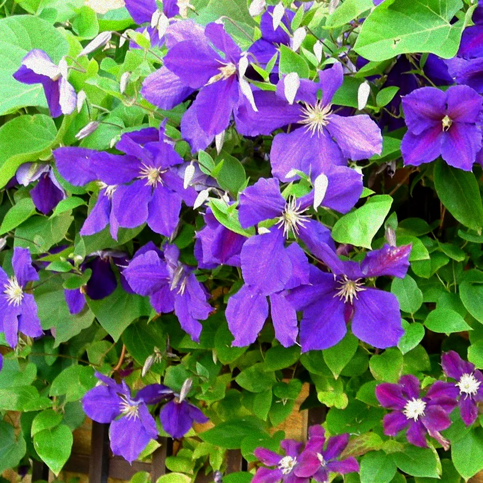 Pflanzung von Clematis Jackmanii im Garten