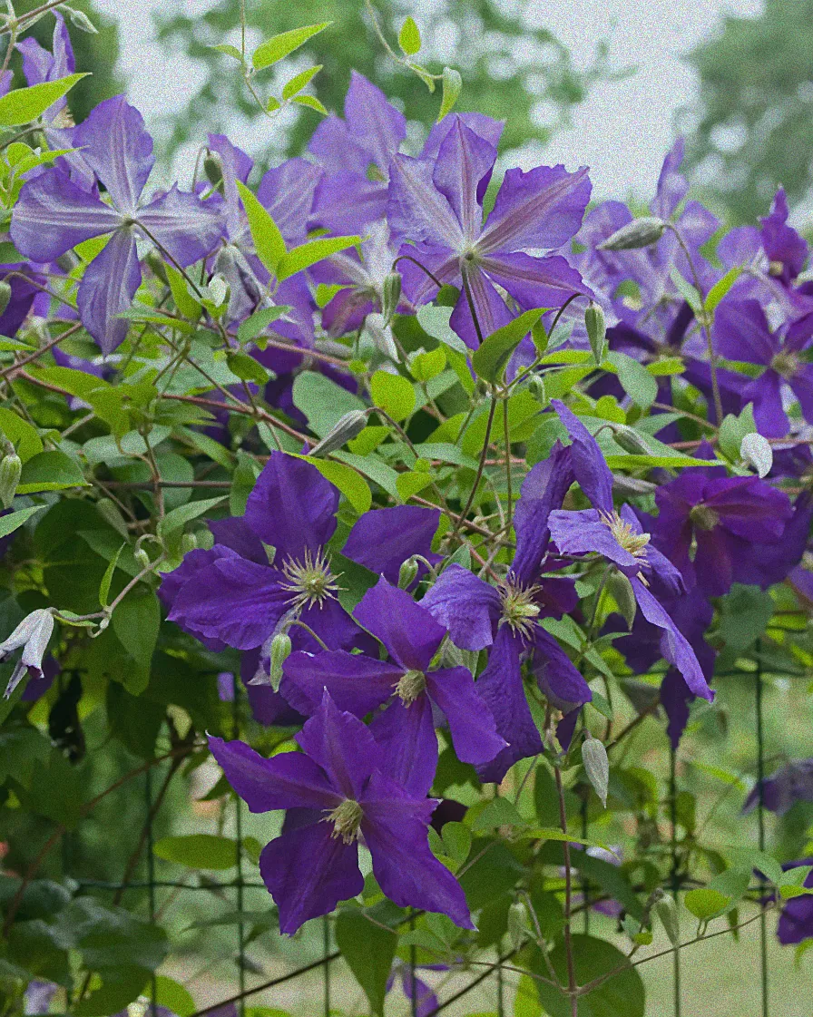 Clematis Jackmanii an Rankhilfe