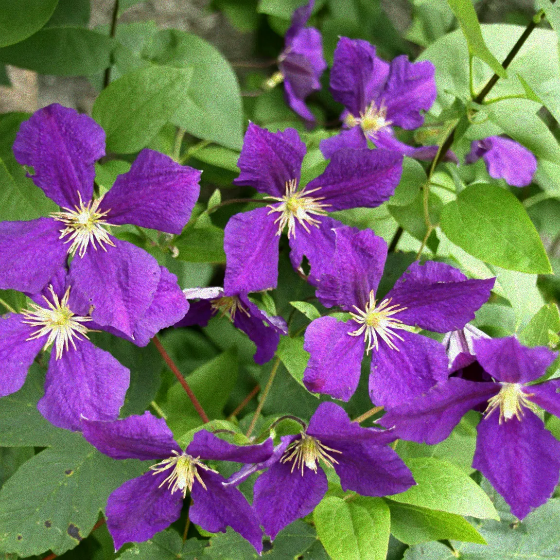 Kranke Blätter von Clematis Jackmanii