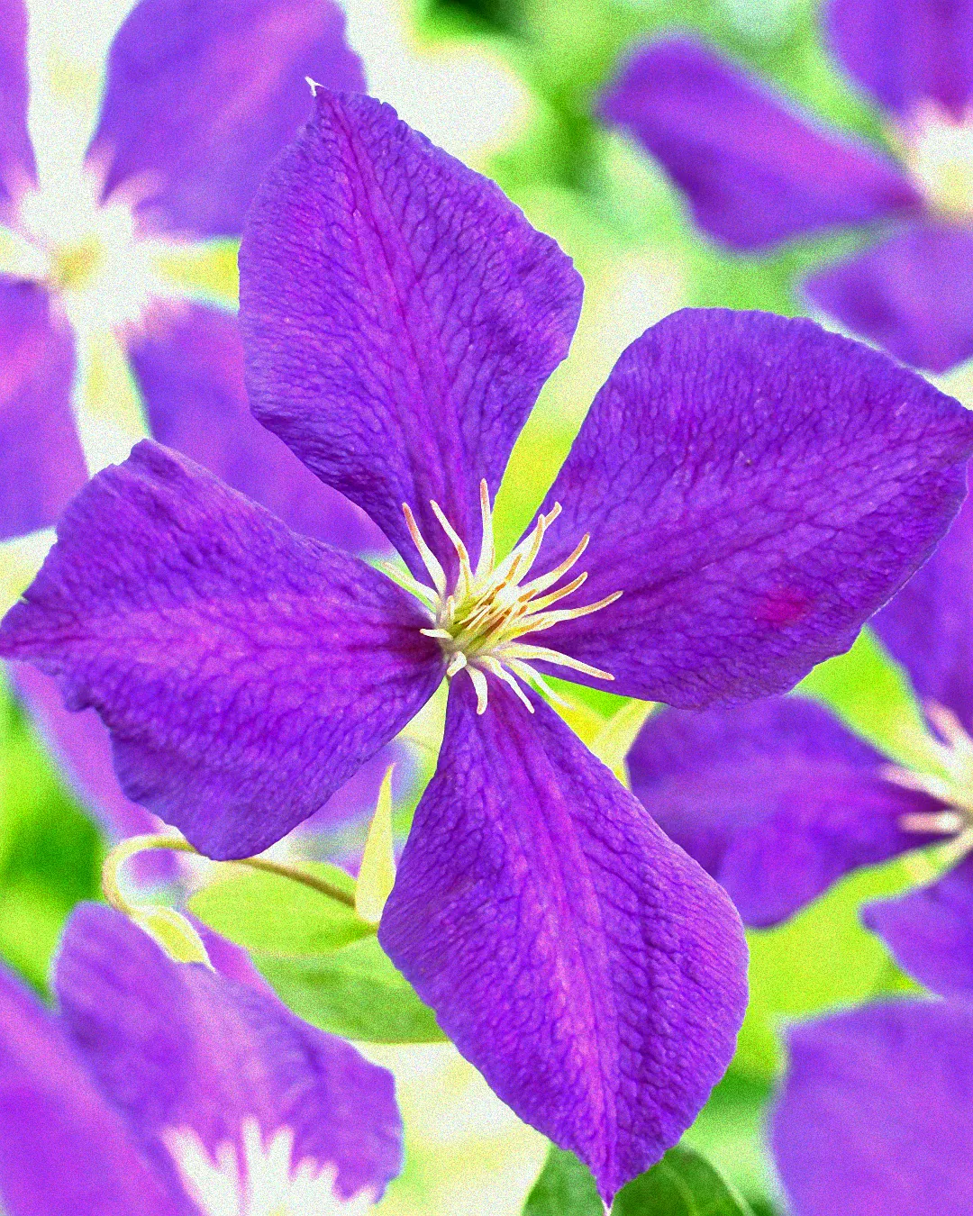 Clematis Jackmanii an geschütztem Standort
