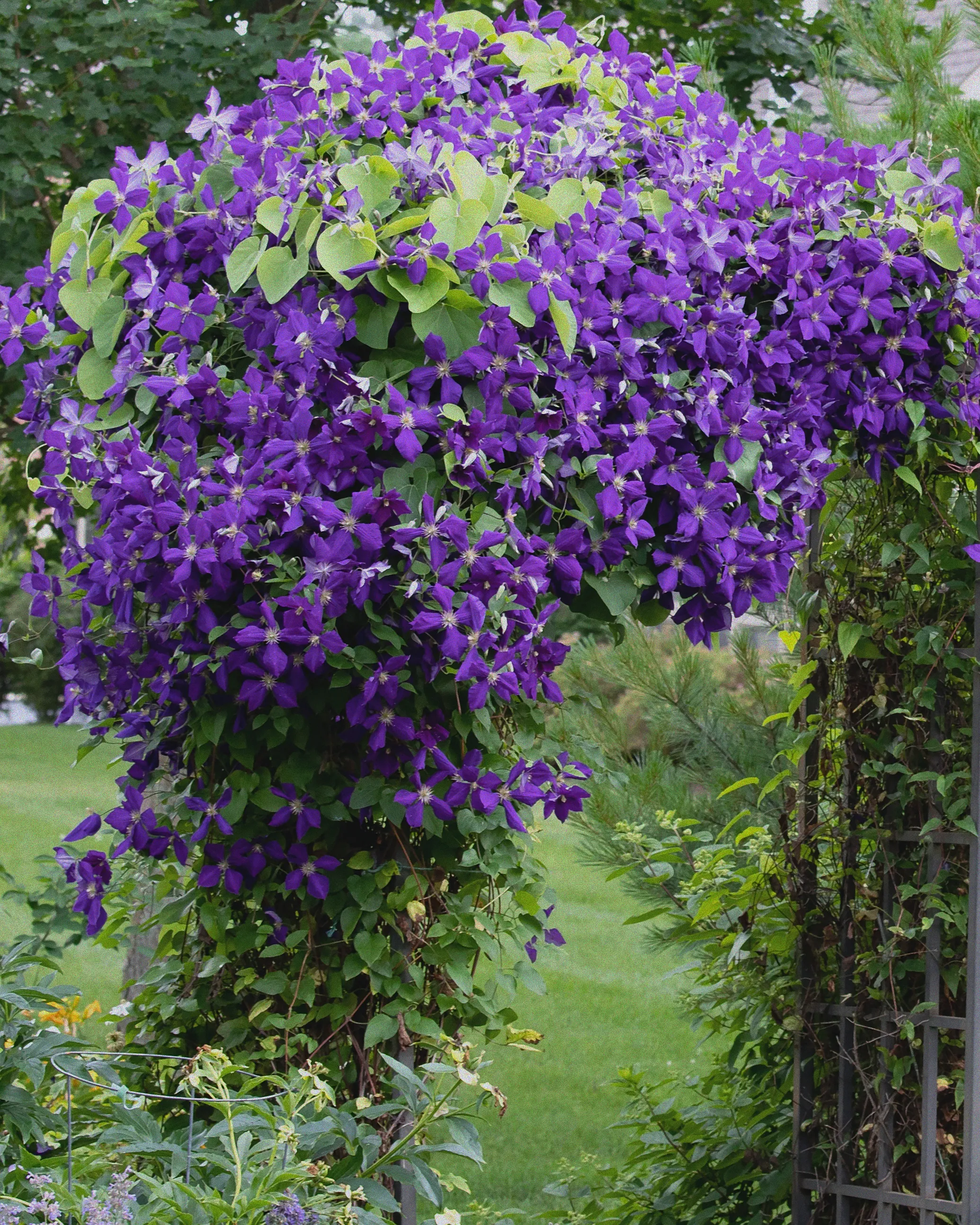 clematis jackmanii pflege