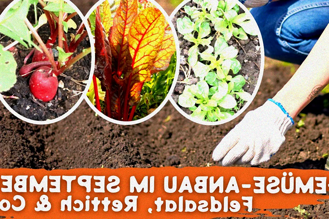 Gärtner säen Gemüse