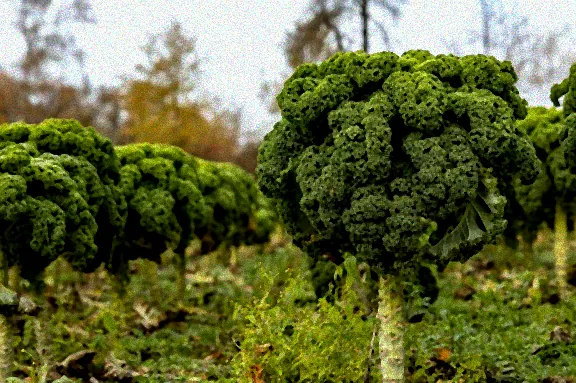 Herbstgemüse im Beet