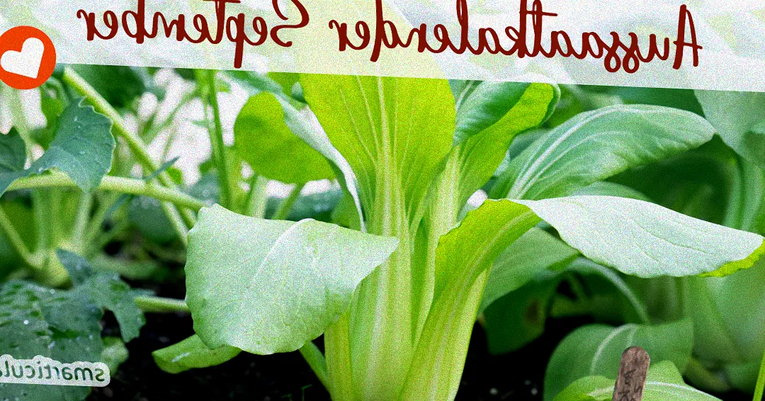 Herbstliche Gemüsebeete