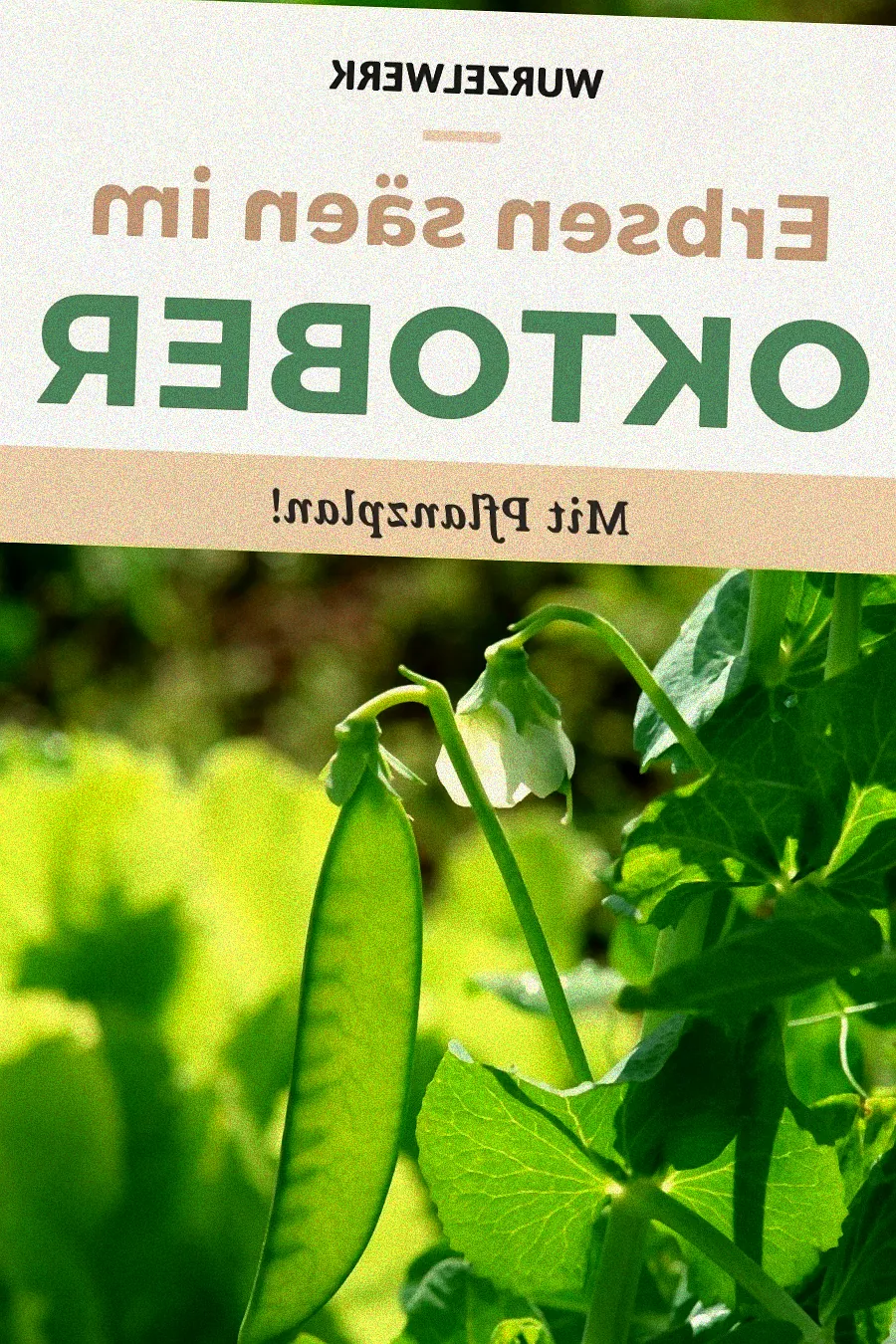 Aussaatkalender für Gemüse