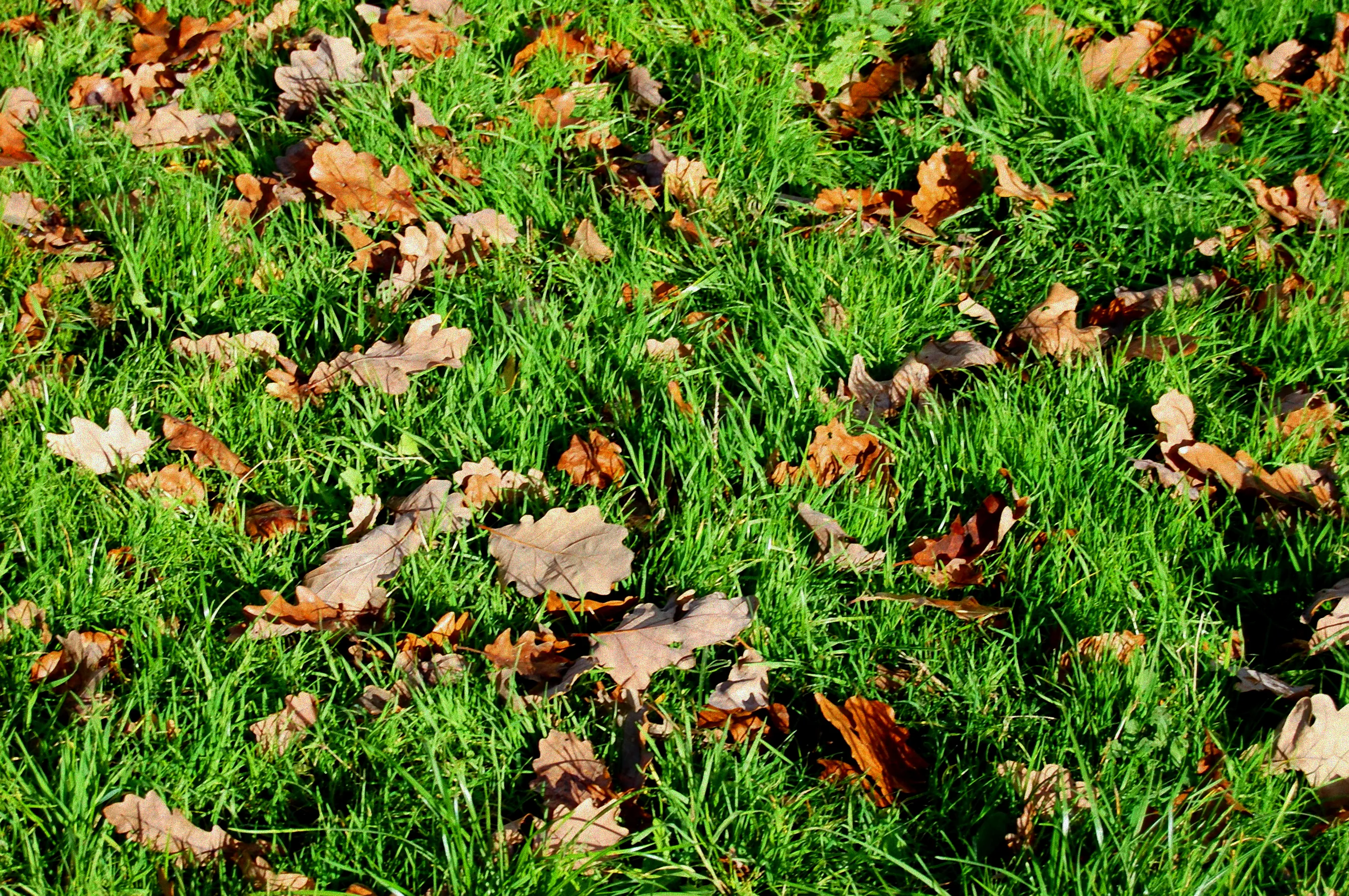 Herbstlicher Rasenschnitt im Garten