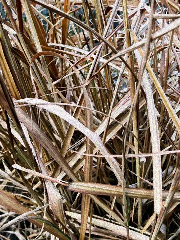 gras mähen im herbst