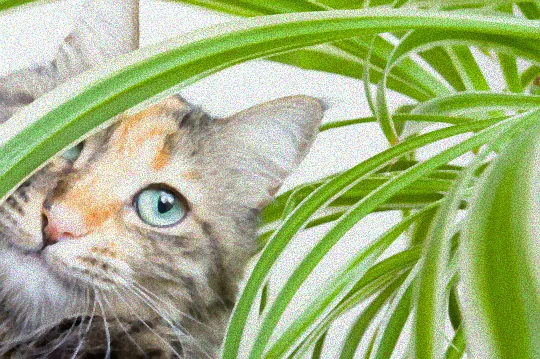 Pflege von Grünlilie Hydrokultur