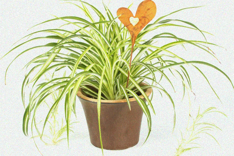 Anleitung für Grünlilie Hydrokultur