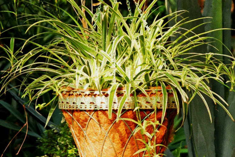 Vorteile von Grünlilie Hydrokultur