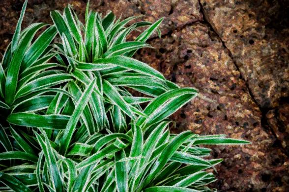 Kauf von Grünlilie Hydrokultur