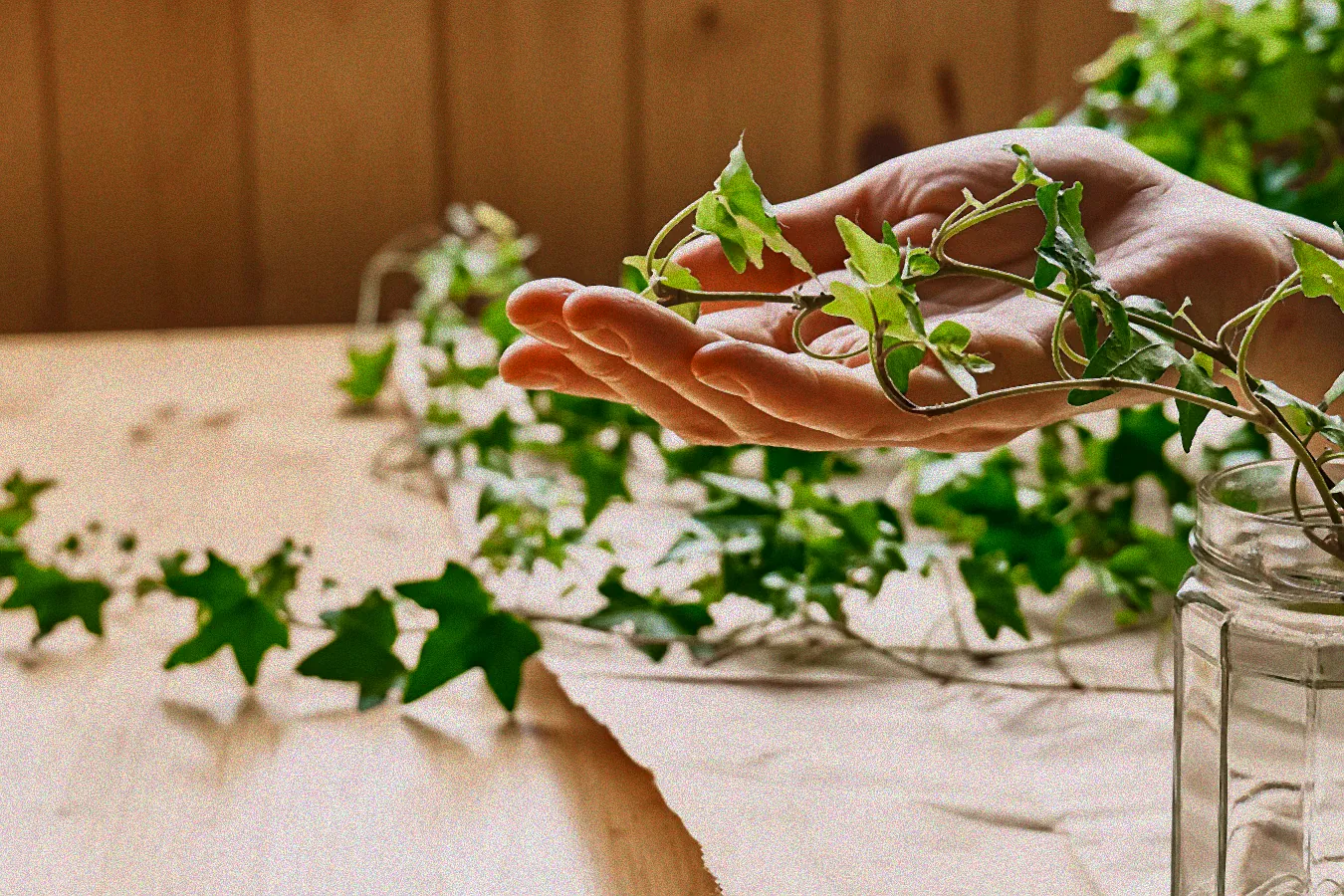 Dünger für Grünlilie Hydrokultur