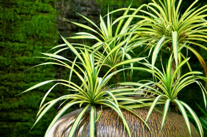 Umtopfen von Grünlilie Hydrokultur