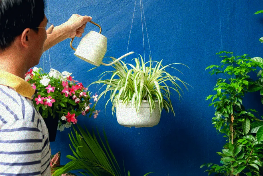 Grünlilie Hydrokultur Vorteile