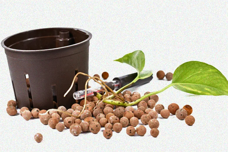 grünlilie hydrokultur