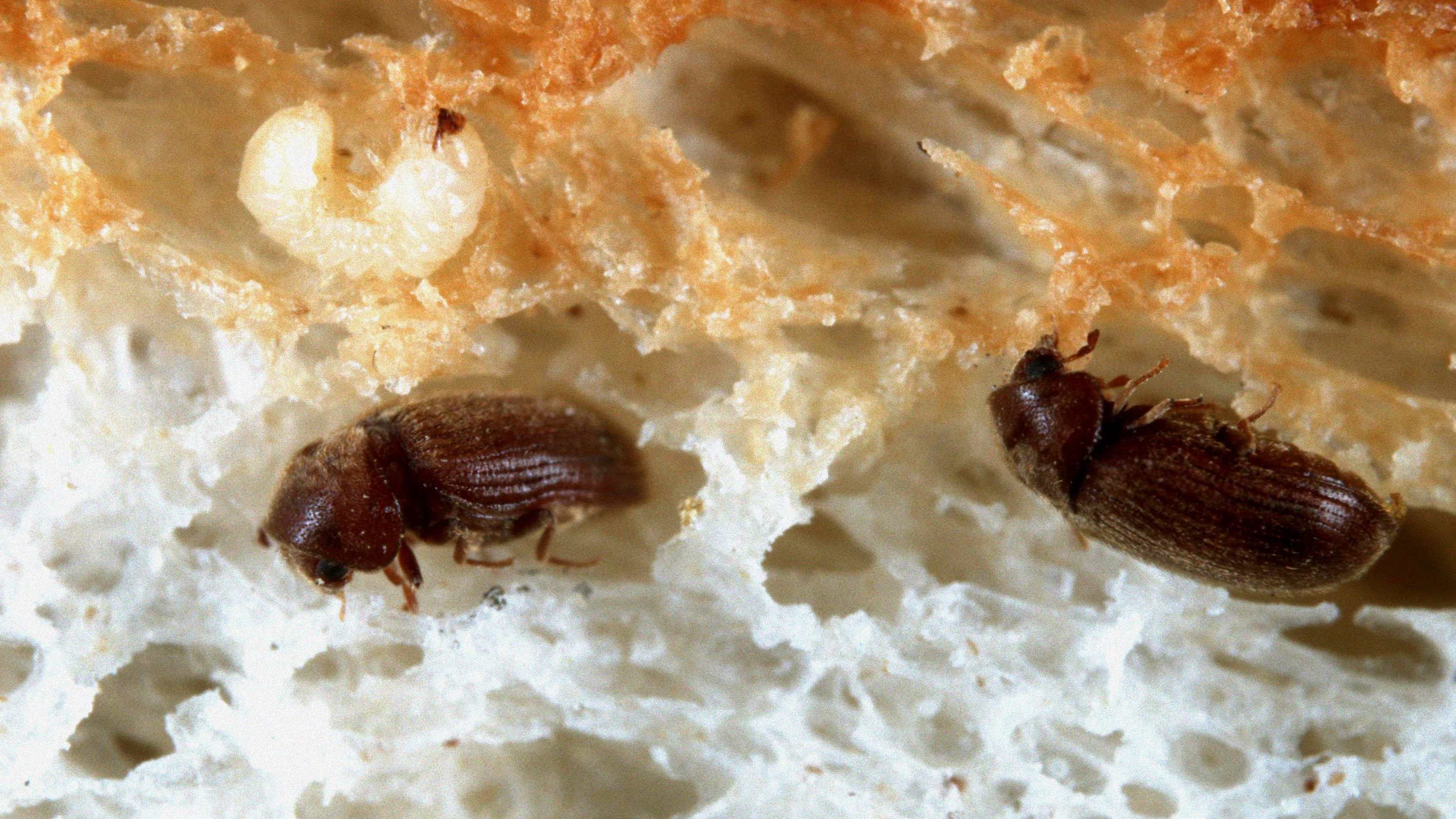 Brotkäfer auf einem Kornfeld