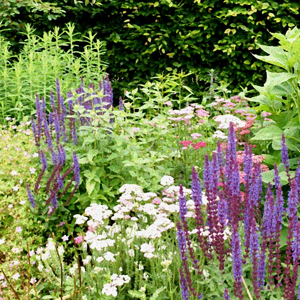 Himbeerstrauch wird mit Gartenschere geschnitten