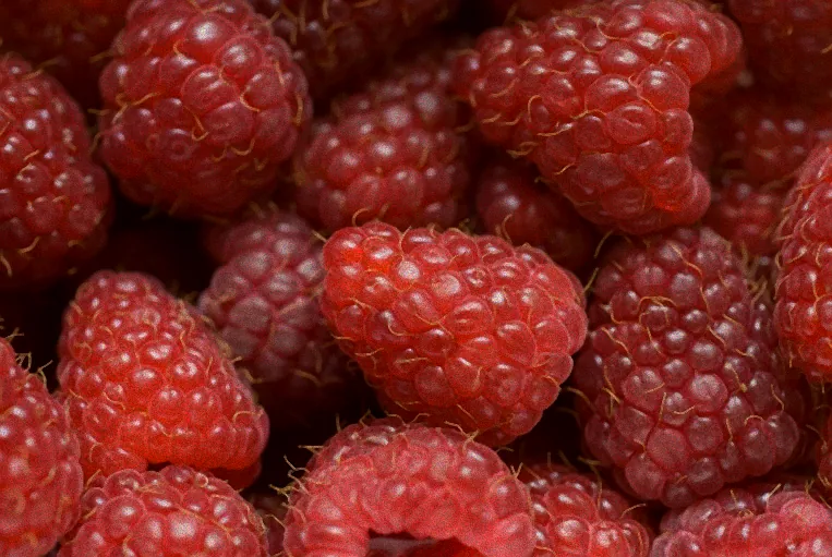 Geschnittene Himbeersträucher im Herbstgarten