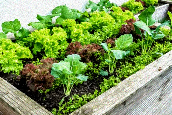 Gärtner bei der Arbeit an Himbeersträuchern