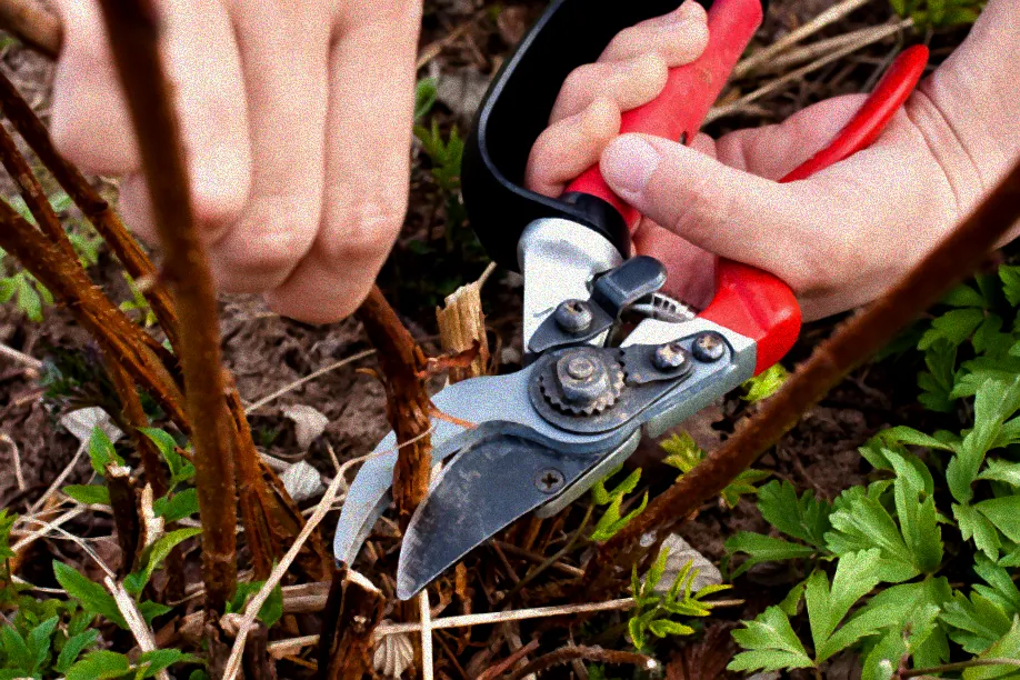 Himbeersträucher mit frischen Schnittstellen