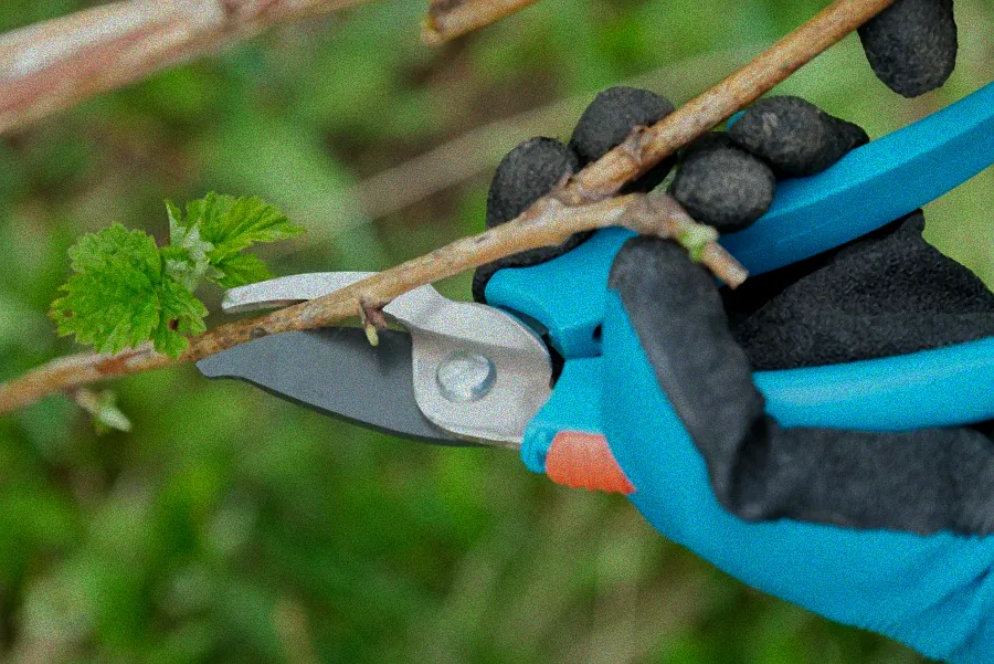 Gartenschere schneidet Himbeerzweige