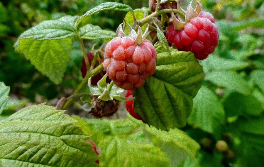 Gepflegte Himbeersträucher im Herbst