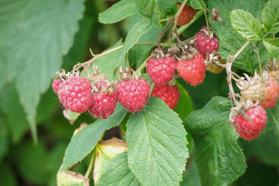 Himbeersträucher nach dem Herbstschnitt