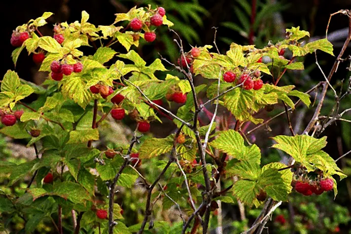 herbsthimbeeren schneiden anleitung