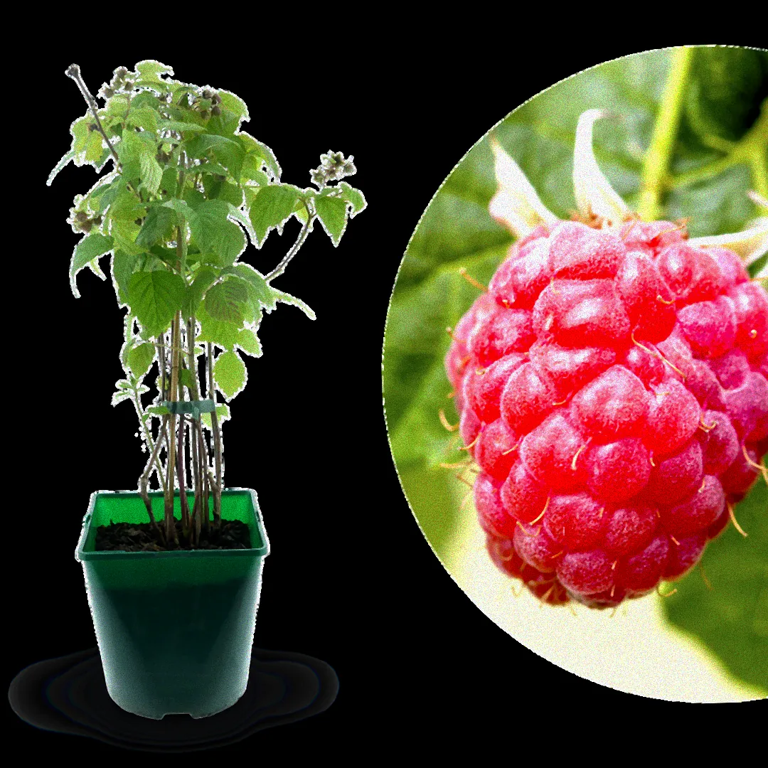 Himbeeren werden in Topf gepflanzt