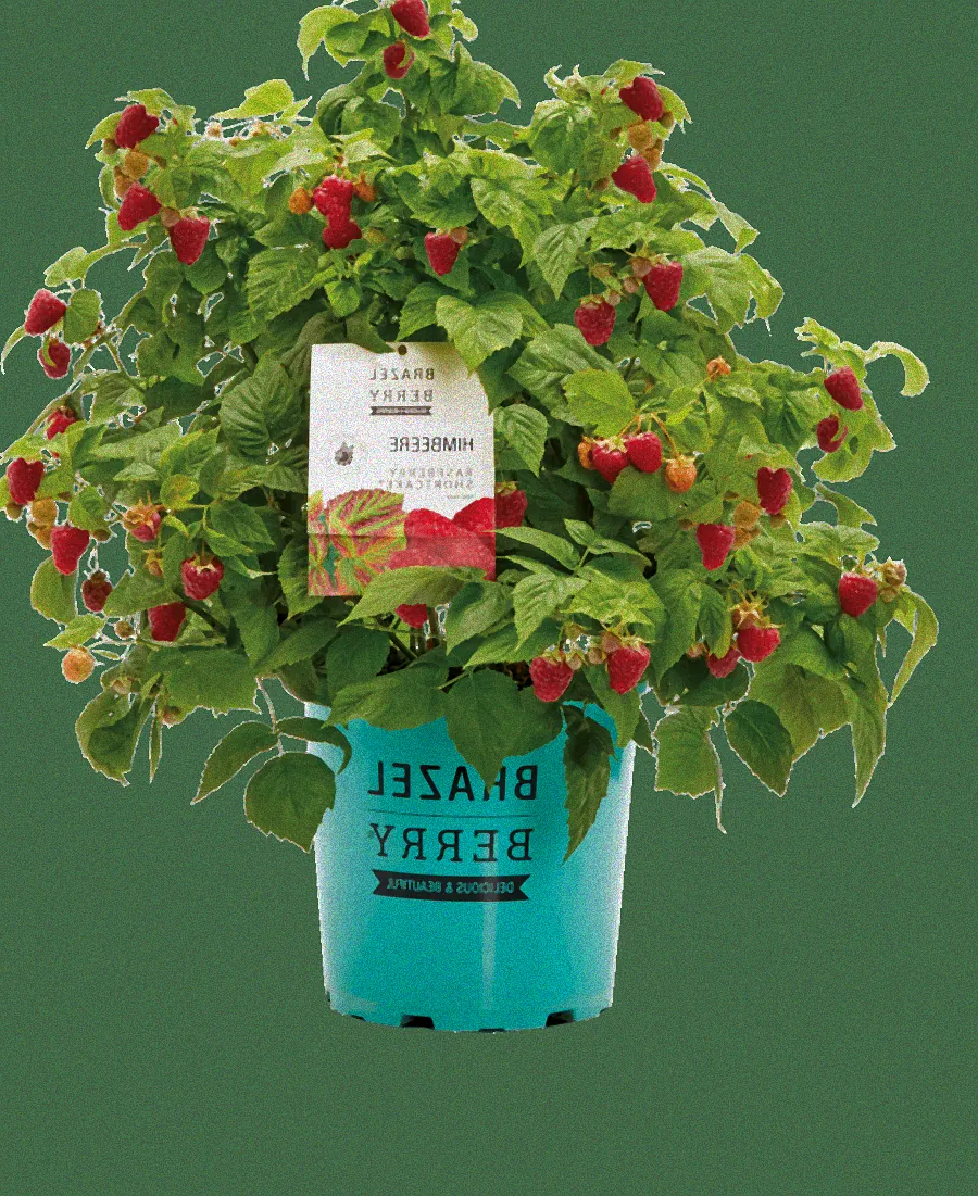 Himbeeren wachsen im Topf auf Balkon